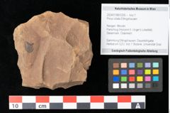 Foto (Objekt + Etikett) von Pinus ciliata Ettingshausen (NHMW-GEO-2024-0188-0326)